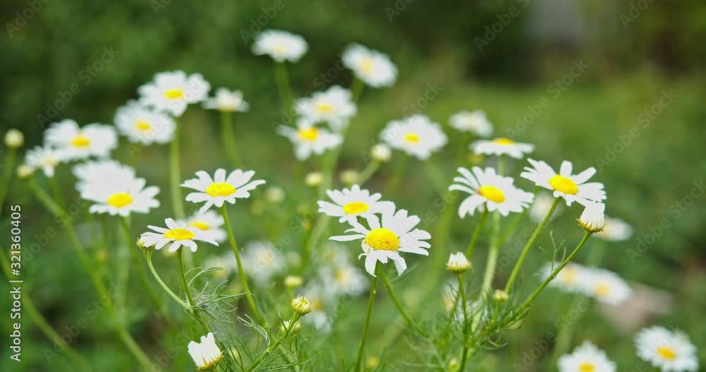 Daisies grow in the field. White-yellow flowers sway in the wind. Daisies grow in the field. White-yellow flowers sway in the wind.