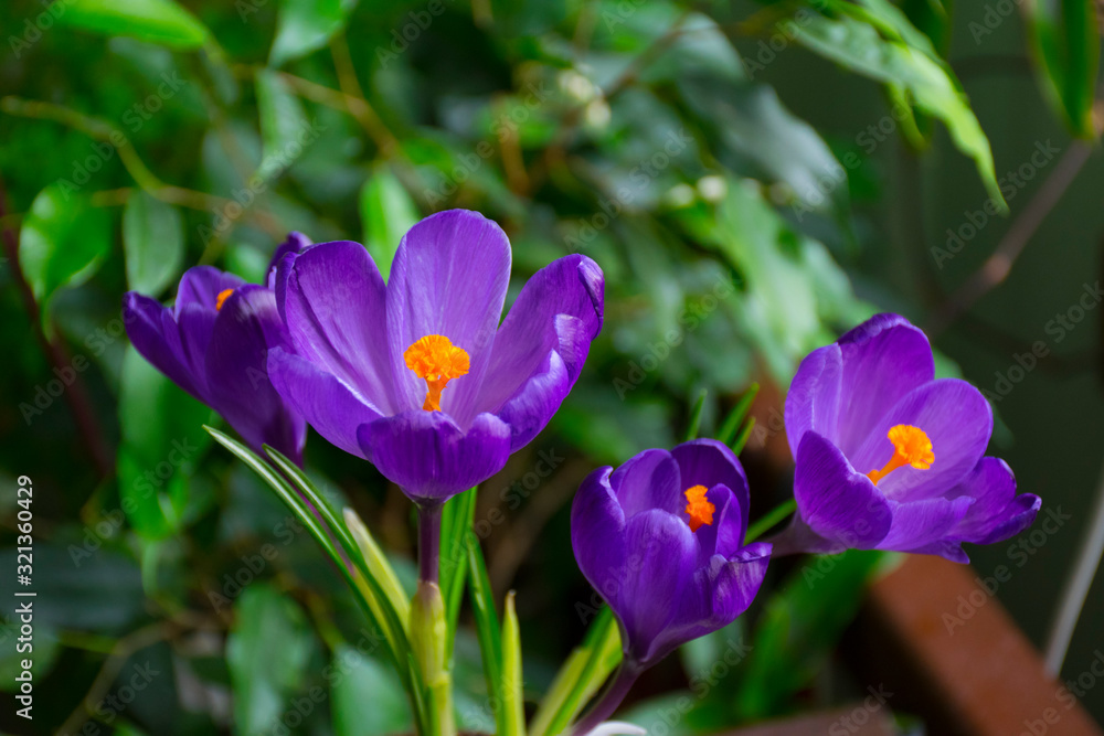 Beautiful crocus - dark purple vernus close up against the background of greenery. Shallow depth of field Beautiful crocus - dark purple vernus close up against the background of greenery. Shallow depth of field