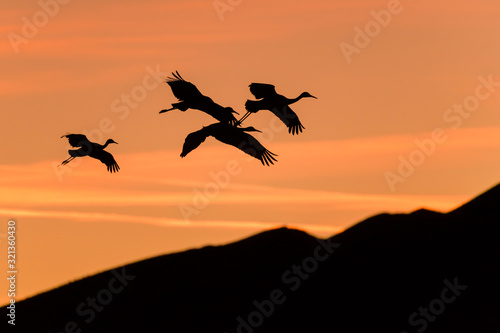 Flying Sandhill Cranes - A group of Sandhill Cranes flying in colorful dusk sky over rolling hills. New Mexico  USA.