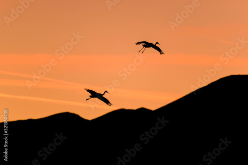 Flying in Evening Sky - A pair of Sandhill Crane flying in colorful dusk sky over rolling hills. New Mexico  USA.