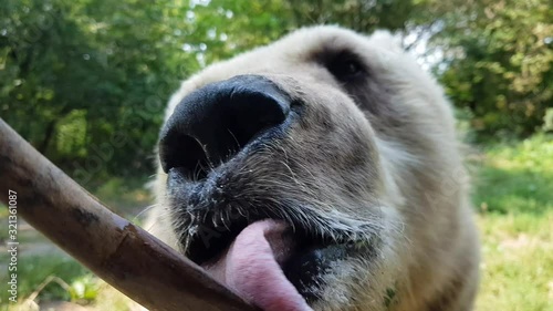 Wallpaper Mural Feeding animal, bear eating honey, close up Torontodigital.ca