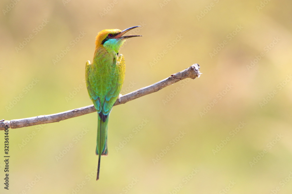 Obraz premium Bee-Eater on a branch