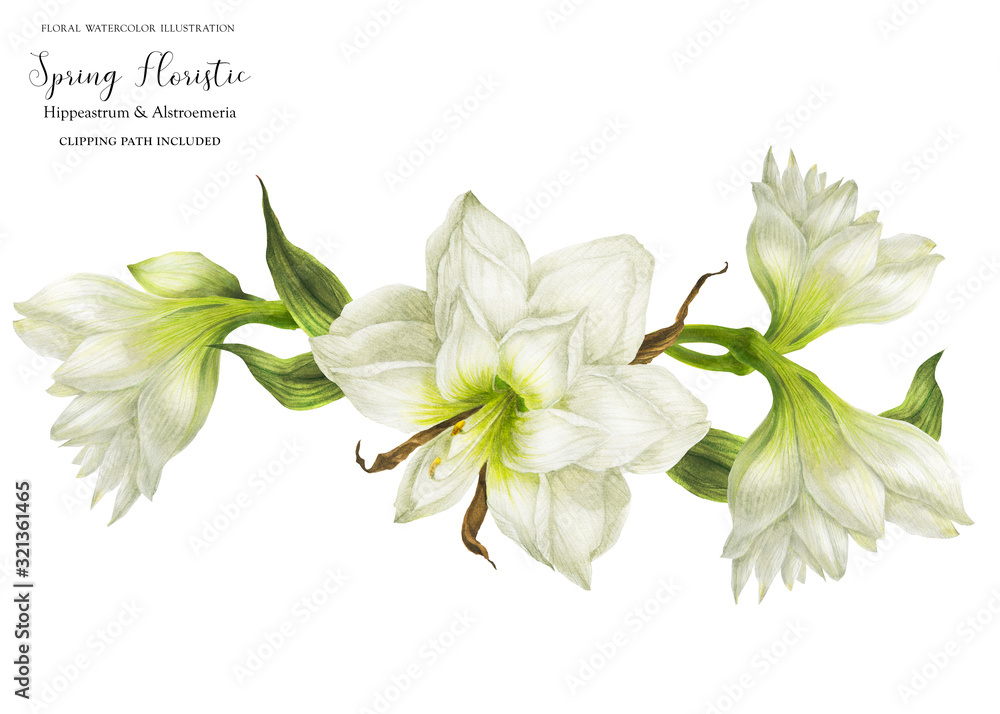 Fototapeta premium Wedding garland vignette with white hippeastrum flowers, realistic watercolor illustration with clipping path
