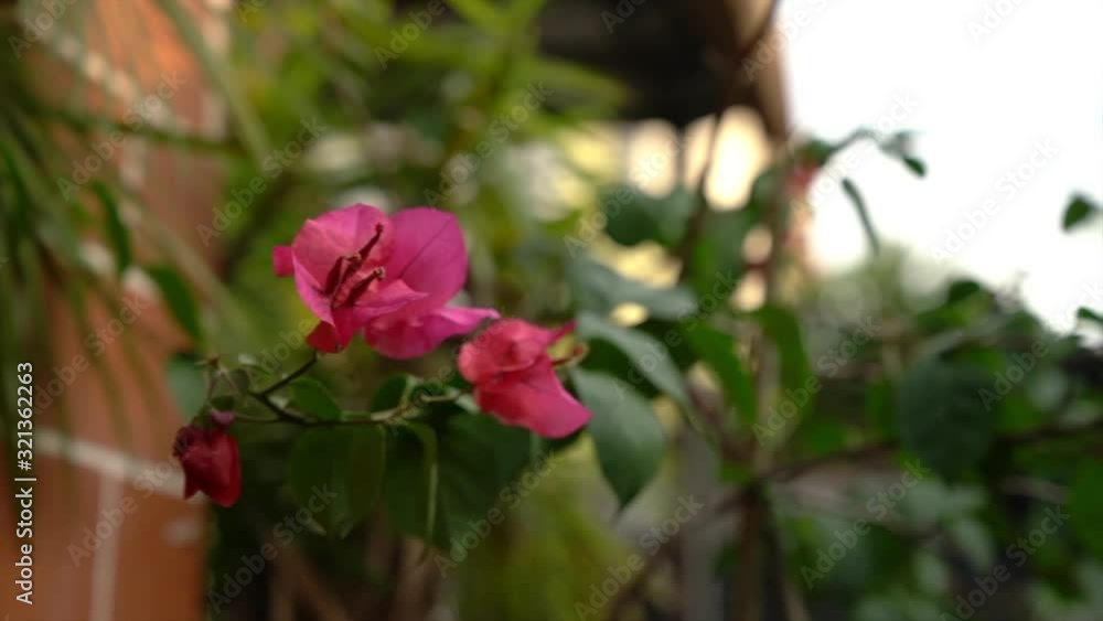 Red Bougainvillea blown by the wind, slow motion. Beautiful garden at home. Red Bougainvillea blown by the wind, slow motion. Beautiful garden at home.
