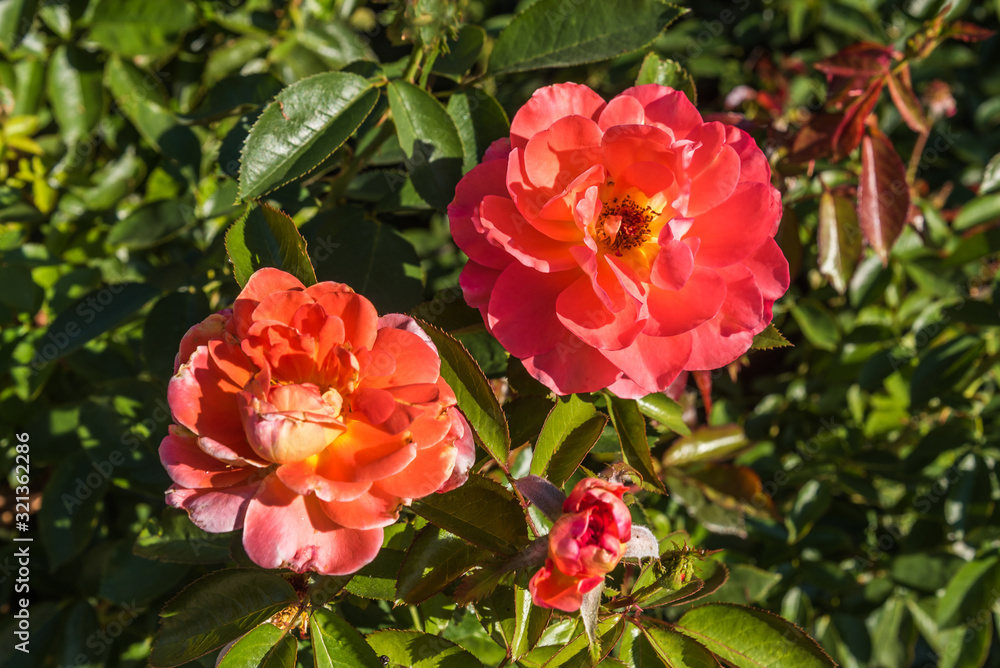 Two red opened flowers in a green garden