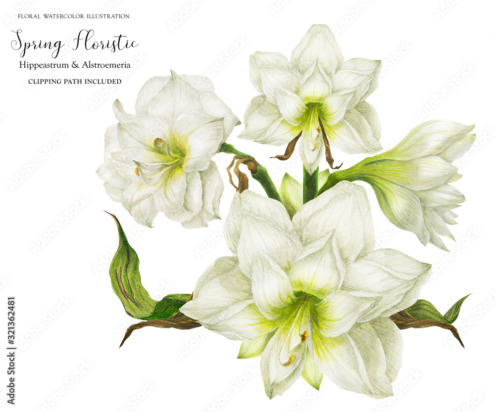 Fototapeta premium White corsage bouquet with hippeastrum, realistic watercolor illustration with clipping path
