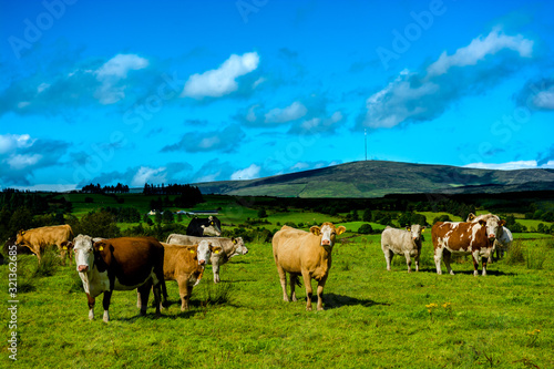 Herd of Cattle on Sunny Pasture © grafxart