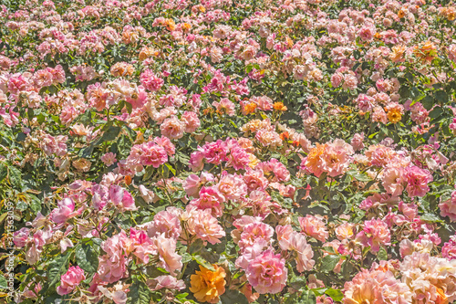 Field full of pink and orange flowers in a garden in a sunny day photo