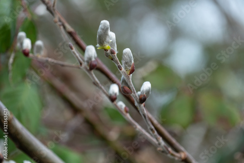 Selective focus close up of twigs of willow or pussy willows in spring
