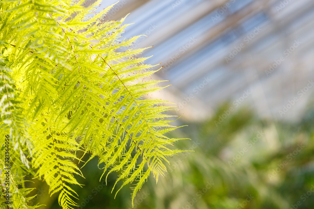 Lush green leaves of fern in greenhouse / glasshouse in sunny day, blurred background with free space.