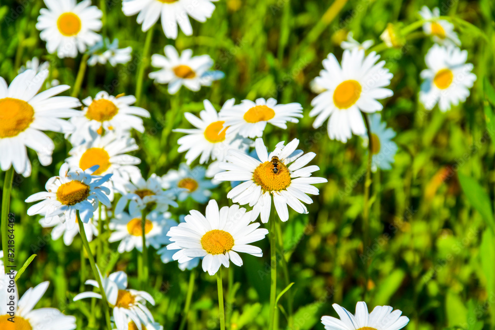 Sunny day on camomile field Sunny day on camomile field