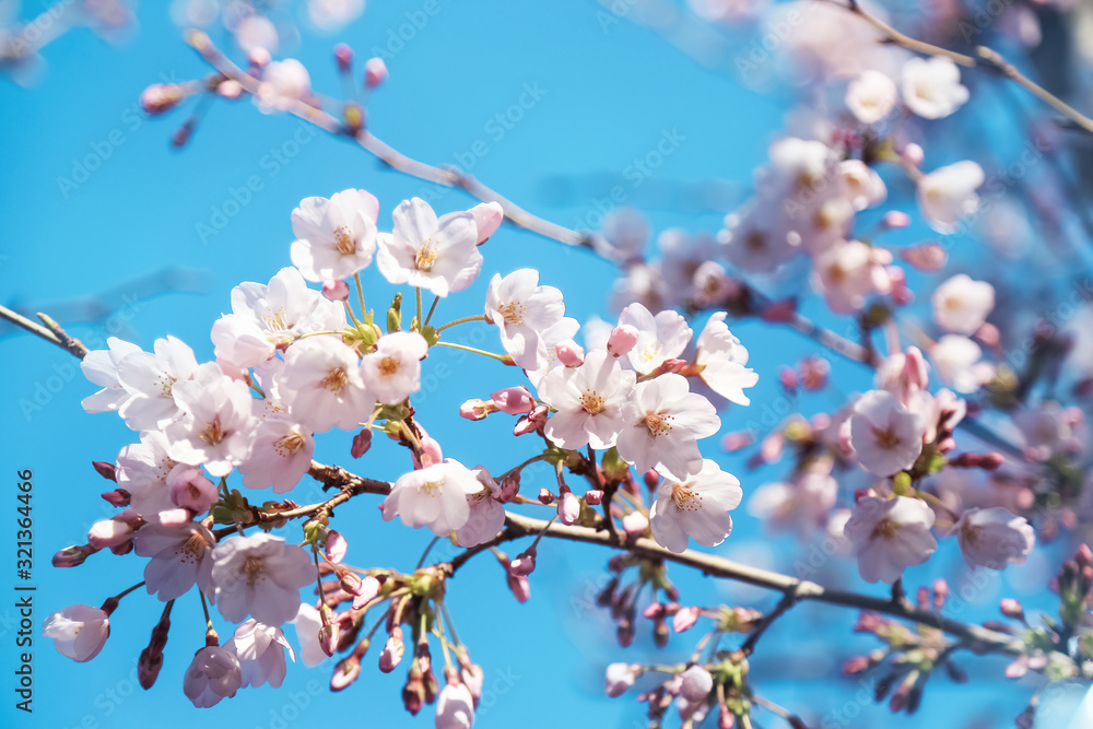 Cherry blossom close up, against blue sky Cherry blossom close up, against blue sky
