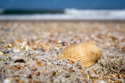 Sea shell in the sand © Jazmine