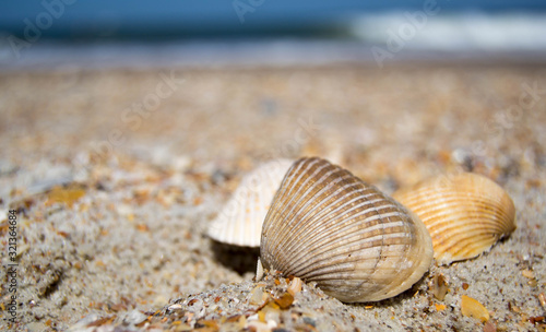 Sea shell in the sand © Jazmine
