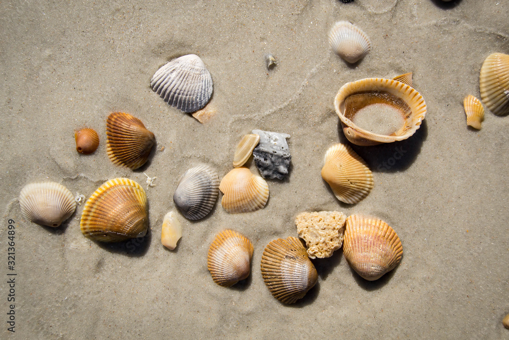 Sea shells spread on the beach floor Sea shells spread on the beach floor
