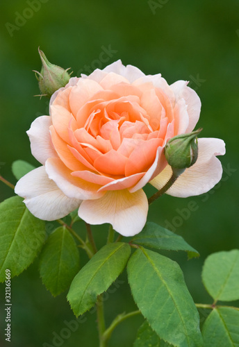 English Rose - Rosa 