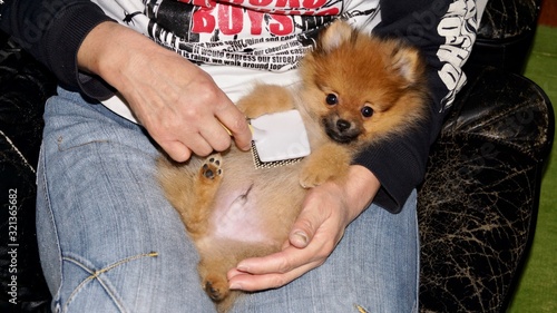 ブラッシングされるポメラニアン