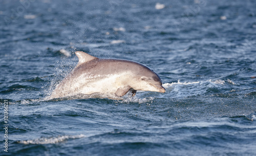 Playful happy cute wild bottlenose dolphin calf