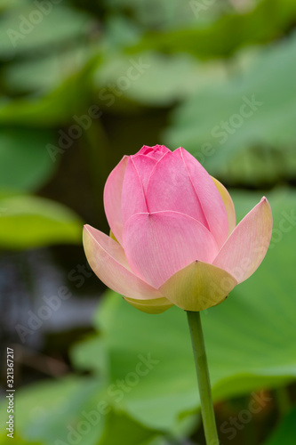 Single Nelumbo Nucifera  Sacred Lotus Flower