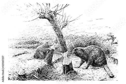 Beaver (castor fiber) - Vintage Engraved Illustration 1889