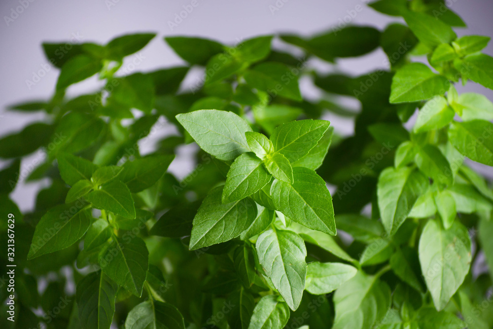 Branches of fresh green basil with blurred effect Branches of fresh green basil with blurred effect