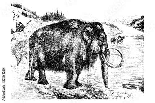 Mammoth (Mammuthus primigenius) - Vintage Engraved Illustration 1889