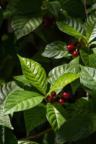 berries on wild coffee plant