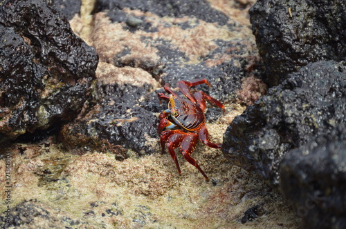 Galapagos, Red Crab © guillermolentini