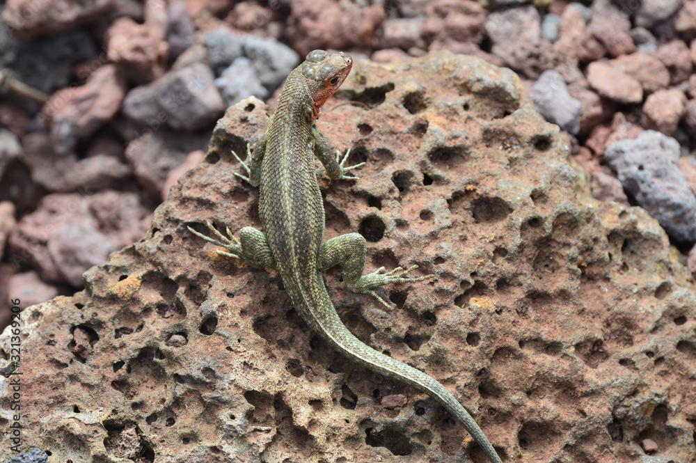 Obraz premium Galapagos, Reptilia