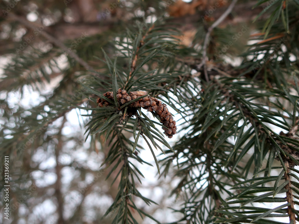 Fir branches and cone closeup on a snow background. Winter backdrop. Fir branches and cone closeup on a snow background. Winter backdrop.