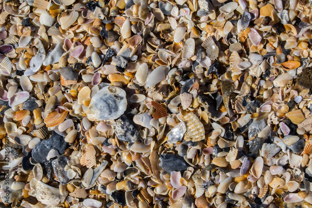 Beach covered with sea shells Beach covered with sea shells
