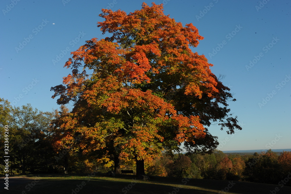 Naklejka premium red fall