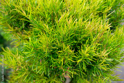  Close up of small yellowish green bush