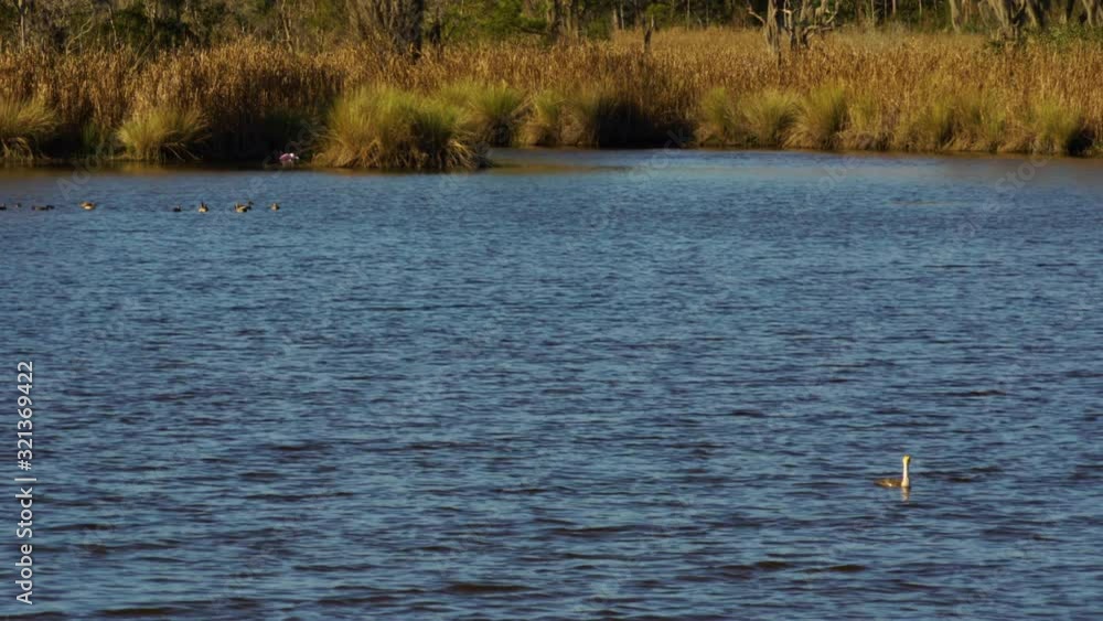 A great cormorant wades in a tidal creek in the Donnelly Wildlife Management area in Green Pond, South Carolina. A great cormorant wades in a tidal creek in the Donnelly Wildlife Management area in Green Pond, South Carolina.