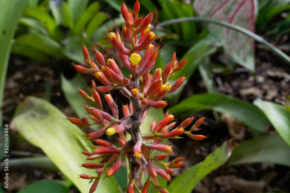  Close up of exotic orange bromelia flowers