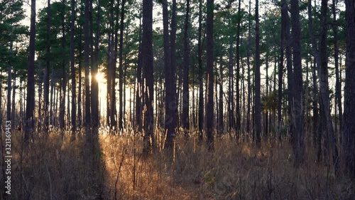 Rays of sunlight shine through a pine wood forest in Donnelly Wildlife Preserve, South Carolina at sunset. photo