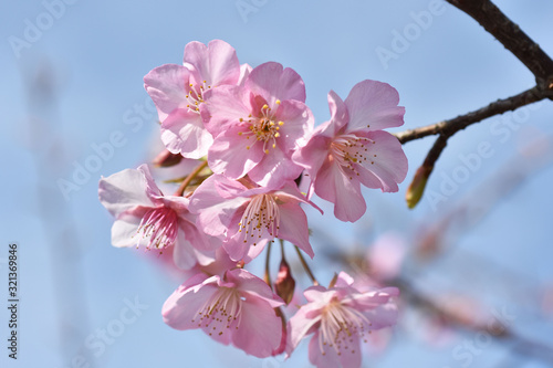 さくら、にほんの桜