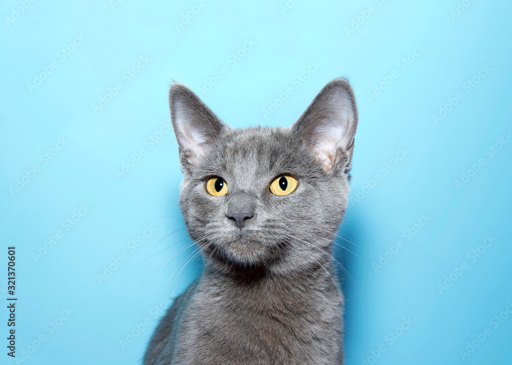 Portrait of an adorable blue grey kitten, Chartreux, with vibrant yellow eyes looking slightly to viewers left. Blue background with copy space.