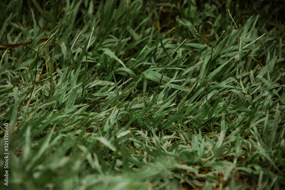 background of green grass background of green grass
