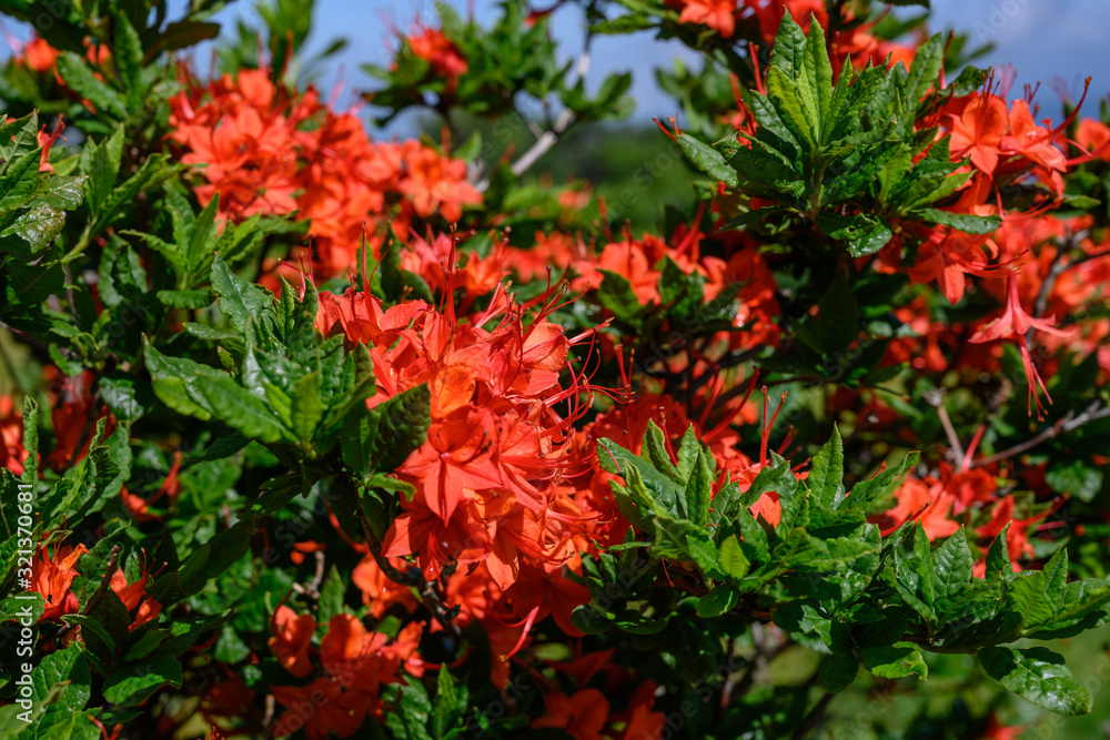 Dark Orange Flame Azalea Bloom in Summer