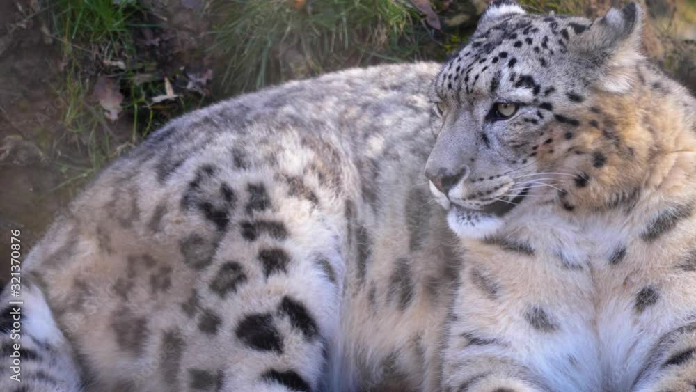 Close up of snow leopard laying down and looking to the left. Close up of snow leopard laying down and looking to the left.