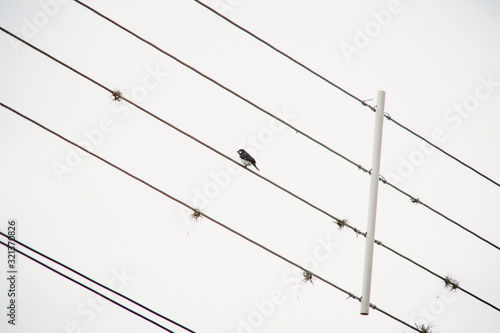 birds on a wire
