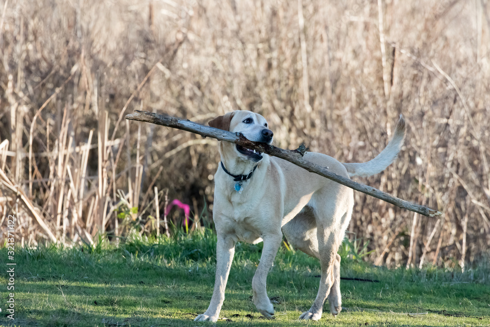 A Happy Yellow Labrador Retriever Carries a Big Stick While Keeping Tabs on His People A Happy Yellow Labrador Retriever Carries a Big Stick While Keeping Tabs on His People