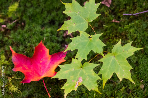 Fall Colors in a Single Leaf on  With Green Leaves on Moss