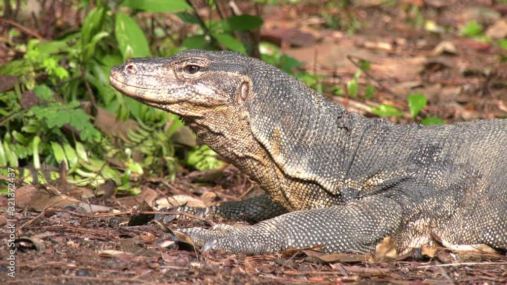 Close up of a Water Monitor Lizard breathing at the Singapore Botanic Gardens Close up of a Water Monitor Lizard breathing at the Singapore Botanic Gardens