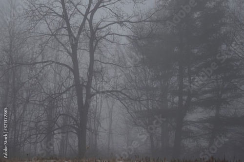 Wallpaper Mural woods in fog Torontodigital.ca