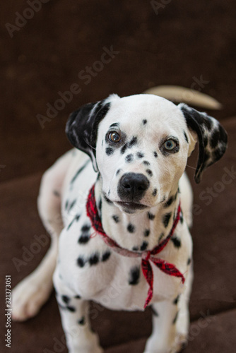 Cute baby dalmatian puppy