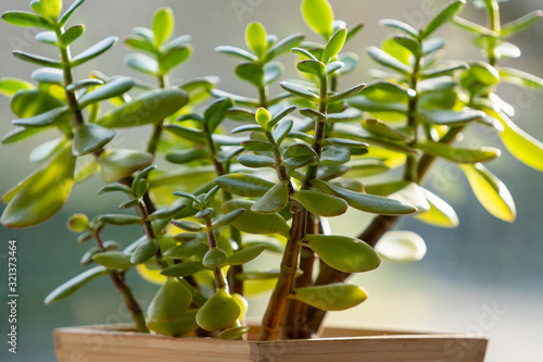 crassula indoor plant in the sun, money tree photo