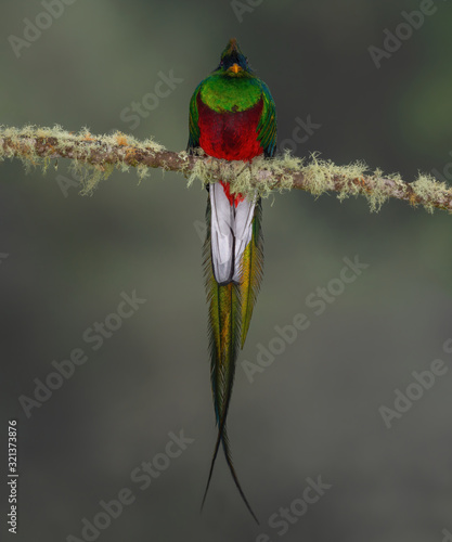 Quetzal resting on mossy branch