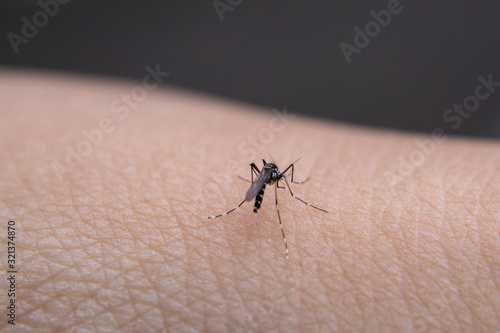 mosquitoes that are sucking blood
